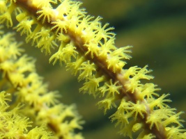 36 Soft Coral IMG 3946